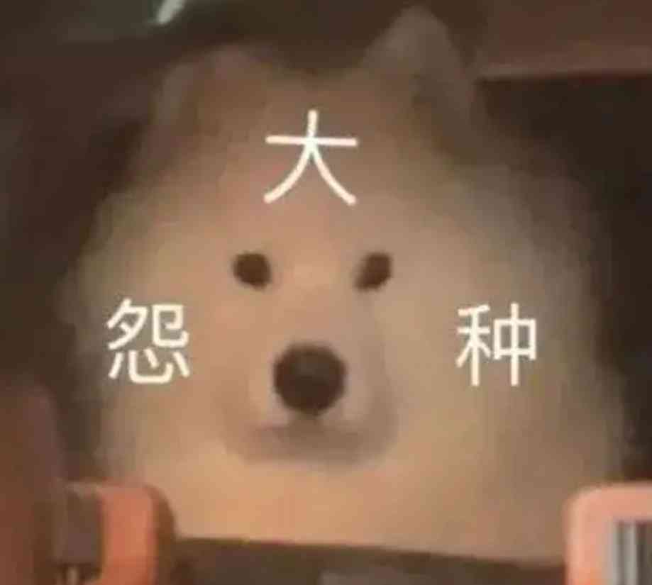 索尼w610怎么样 喂过一次大连海鸥，人类就要为自己的弱小羞愧