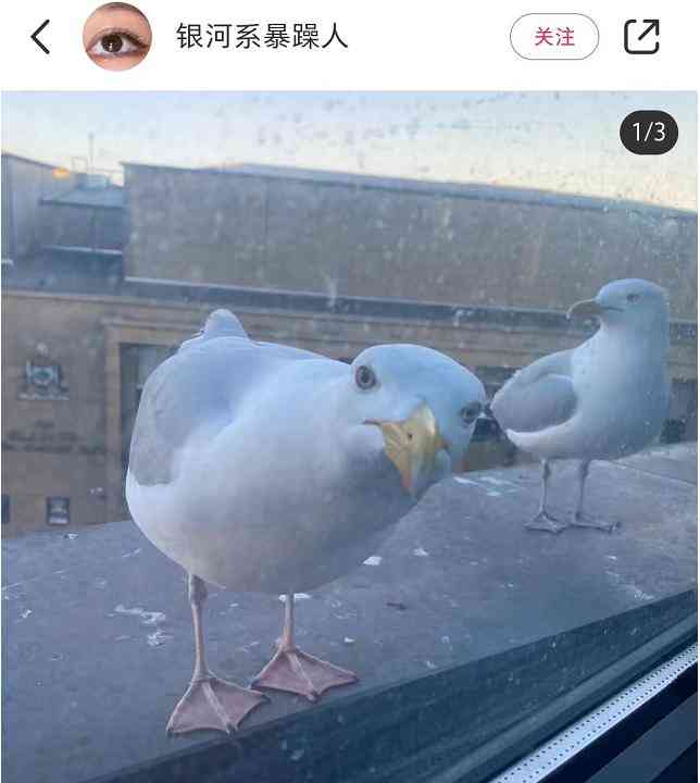 索尼w610怎么样 喂过一次大连海鸥，人类就要为自己的弱小羞愧