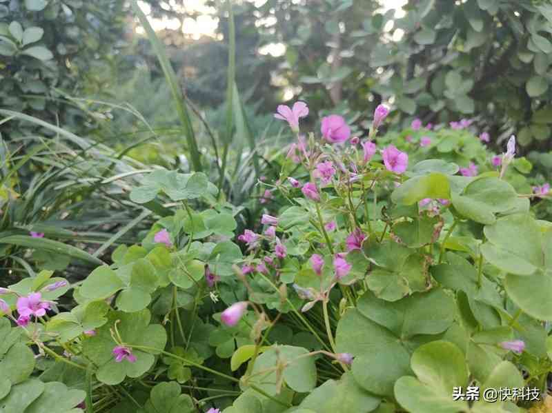 1加手机怎么样 全能的直屏机皇！一加9RT评测：闭着眼买也不会失望