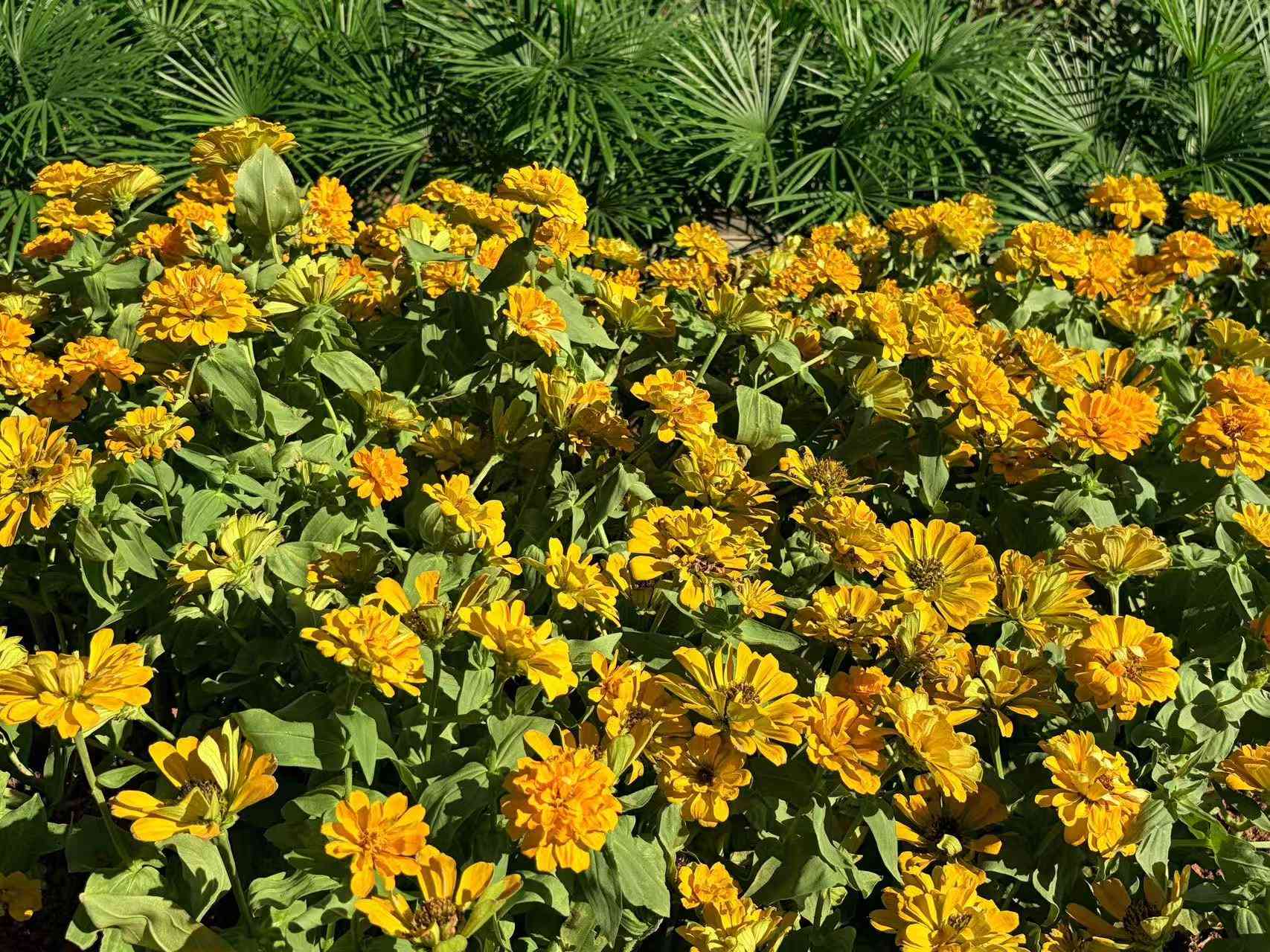 苹果air怎么样 极致轻薄!iPhone Air评测:手感绝了,影像减配也能打 苹果air怎么样 极致轻薄!iPhone Air评测:手感绝了,影像减配也能打