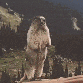 土拨鼠怎么样 一见就想尖叫的土拨鼠，养只当宠物？疾控专家：小心，有危险