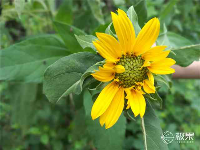 荣耀8手机怎么样 荣耀8手机怎么样