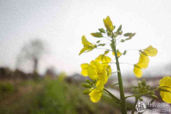 索尼RX100怎么样?也谈谈自己使用的SONY索尼DSC-RX100黑卡数码相机 索尼RX100怎么样?也谈谈自己使用的SONY索尼DSC-RX100黑卡数码相机
