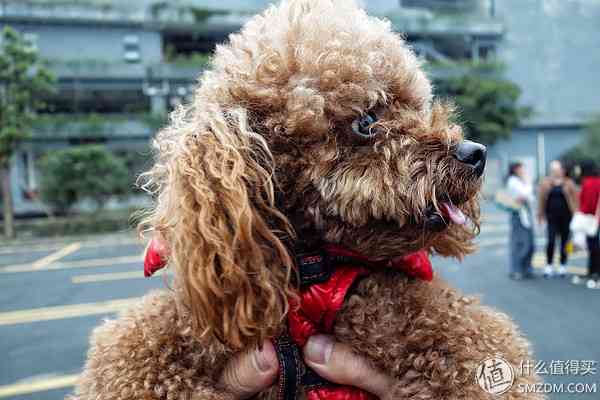 索尼RX100怎么样?也谈谈自己使用的SONY索尼DSC-RX100黑卡数码相机 索尼RX100怎么样?也谈谈自己使用的SONY索尼DSC-RX100黑卡数码相机